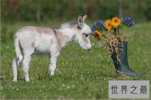 迷你驴是什么萌宠 继草泥马之后又一新宠