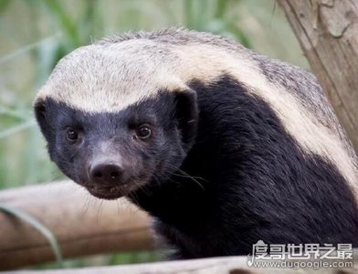 ​世界上最无所畏惧的动物，平头哥蜜獾不仅有勇而且有谋