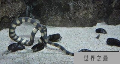 ​海洋中最毒的蛇之一：艾基特林海蛇