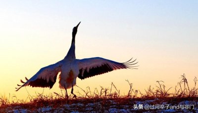 ​日本天皇的来历