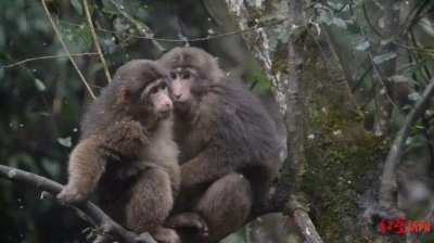 ​峨眉山景区招人管猴子！有这些要求