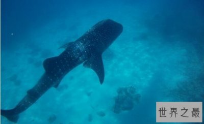 ​世界上最大的鲨鱼，鲸鲨体长可达20米体重25吨(掀翻无数游艇)