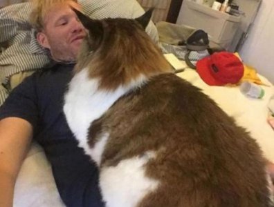 ​世界上最大的猫，身长1.22米重25斤，橘猫在它面前也要甘拜下风