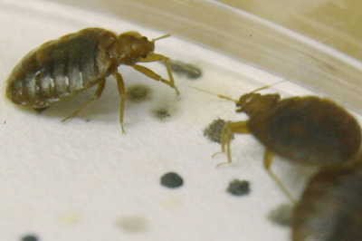 ​跳蚤臭虫的天敌是什么?猴子相互理毛(将跳蚤当零食)