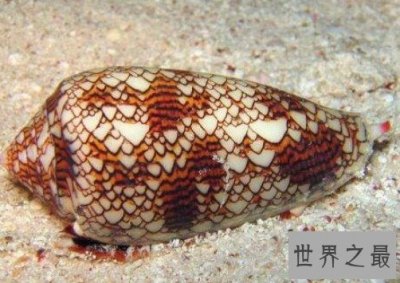 ​世界上毒性最强的螺，可以杀死10个人