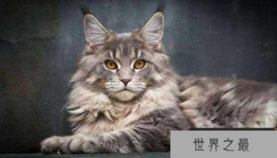 ​世界上最长寿的猫，露西猫活了39岁