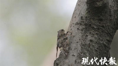 ​最高可达 84 分贝，扬州蝉鸣主要来自于“三大家族”