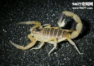 ​世界第一毒蝎，以色列金蝎(世界十大毒王之一)