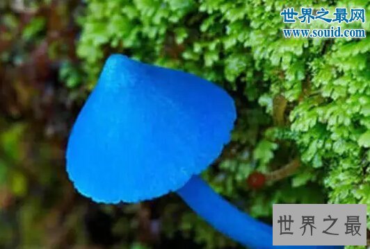 世界十大最奇怪的蘑菇，天蓝蘑菇颜色最鲜艳