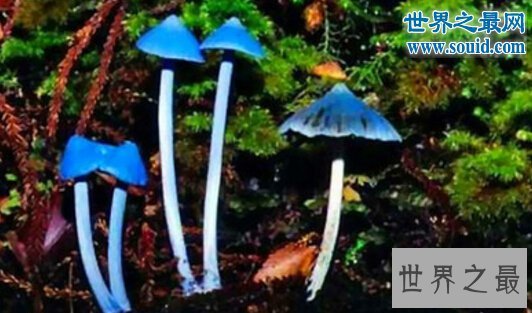 世界十大最奇怪的蘑菇，天蓝蘑菇颜色最鲜艳