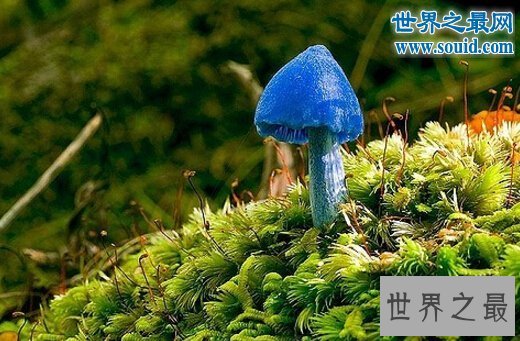 世界十大最奇怪的蘑菇，天蓝蘑菇颜色最鲜艳