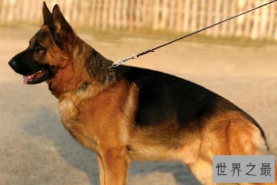 ​十大适合当警犬的狗 大丹犬上榜,德牧第一