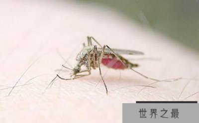 ​世界十大常见害虫，第1吸血第9到处都是
