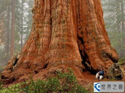 ​世界上最大的树,谢尔曼将军树（高达33米）