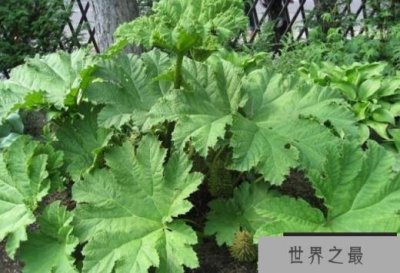 ​世界上最大的草 大叶蚁塔株高和直径各两米(原产于南美洲)