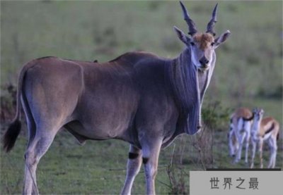 ​世界上最大的羚羊 平均体重600千克左右(非洲大羚羊)