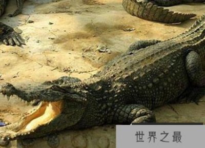 ​鳄鱼是什么动物类型，鳄鱼的特性和习性是什么？