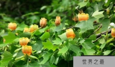 ​马褂木：又称鹅掌楸，像马褂,又似鹅掌