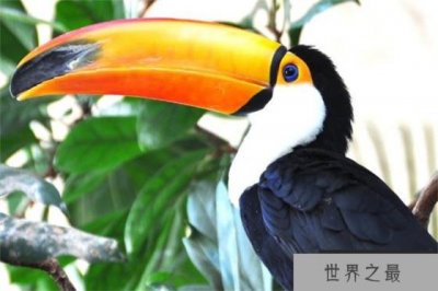 ​世界上嘴长得最大的鸟 嘴巴长度17~24厘米(巨嘴鸟)