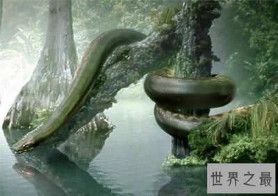 ​世界上最大的蛇，塞雷洪泰坦巨蟒(长15米重达3吨)