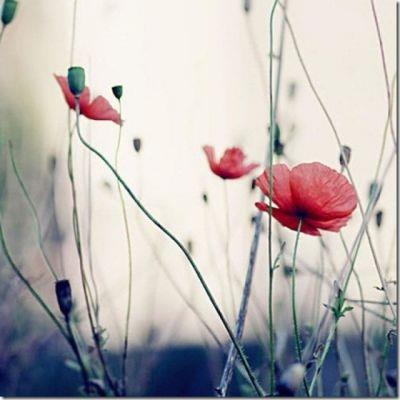 微信头像意境唯美风景图片大全