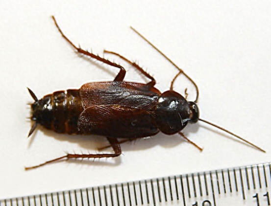 全球最大的蟑螂，长达10厘米，遍布世界各地