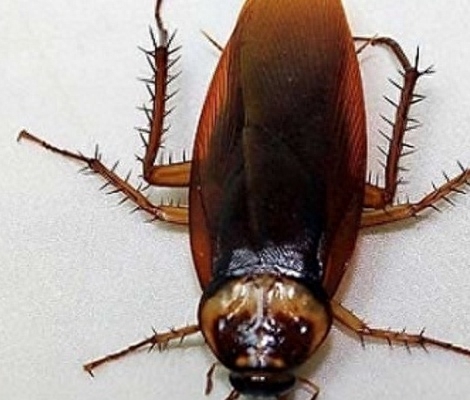 全球最大的蟑螂，长达10厘米，遍布世界各地