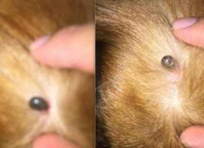 ​蜱虫为什么出现在狗身上