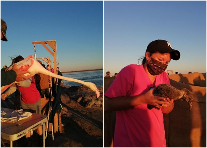 法国南部阿尔勒迎来红鹳群聚集繁殖季 逾5万只红鹳齐聚盐湖湿地上