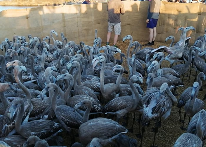 法国南部阿尔勒迎来红鹳群聚集繁殖季 逾5万只红鹳齐聚盐湖湿地上