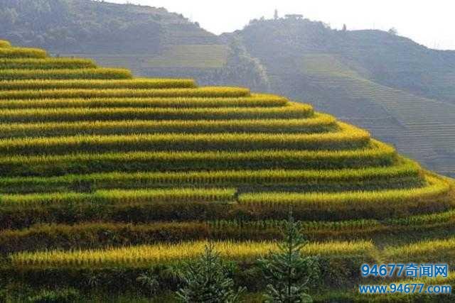 桂林龙脊梯田,世界梯田之最,景象简直是人间一大奇观