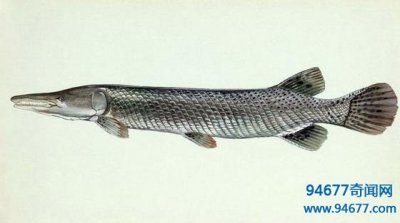 ​世界之最：鳄雀鳝——全身镶嵌宝石的剧毒活化石