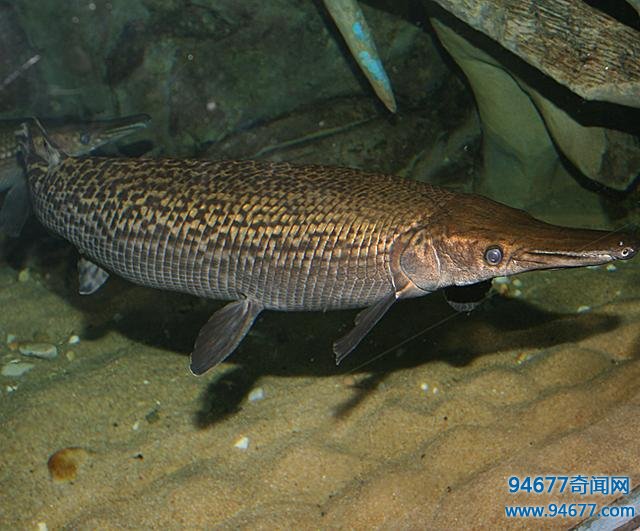 世界之最:鳄雀鳝——全身镶嵌宝石的剧毒活化石