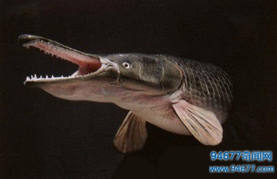 世界之最:鳄雀鳝——全身镶嵌宝石的剧毒活化石