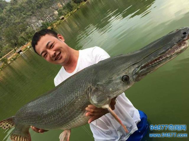 世界之最:鳄雀鳝——全身镶嵌宝石的剧毒活化石