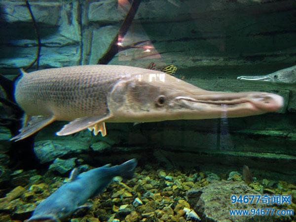 世界之最:鳄雀鳝——全身镶嵌宝石的剧毒活化石