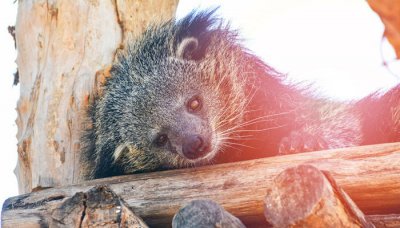 ​果子狸是保护动物吗几级 果子狸属于国家保护动物吗