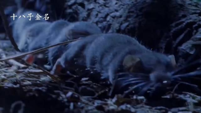 老鼠互相咬着尾巴，连成一串…………