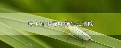 ​床上有小绿叶蝉怎么清除