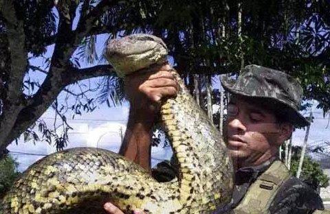 地球上最大的蟒蛇TOP7, 第一可吞噬一个1.8米的成人