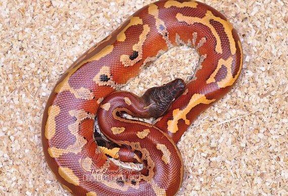 地球上最大的蟒蛇TOP7, 第一可吞噬一个1.8米的成人