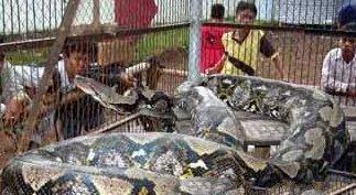 地球上最大的蟒蛇TOP7, 第一可吞噬一个1.8米的成人