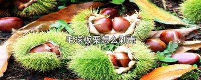 ​毛球板栗怎么剥壳