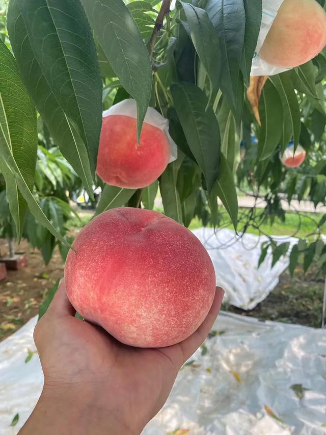 日本软枝水蜜桃（日本高糖蜜桃）(6)