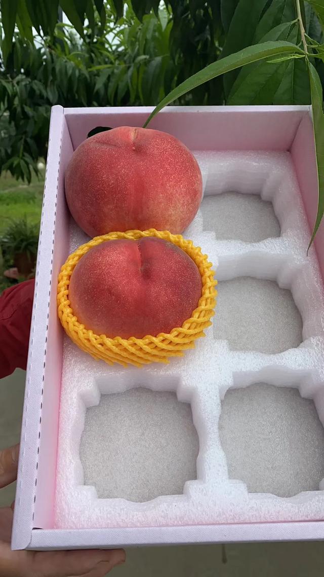 日本软枝水蜜桃（日本高糖蜜桃）(4)