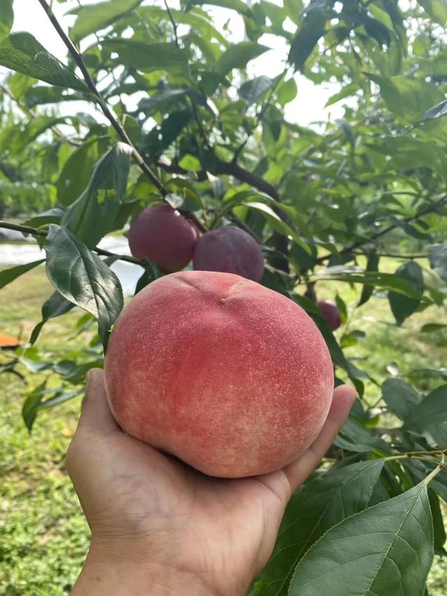 日本软枝水蜜桃（日本高糖蜜桃）(3)