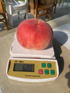 ​日本软枝水蜜桃（日本高糖蜜桃）