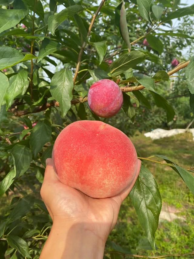 日本软枝水蜜桃（日本高糖蜜桃）(2)