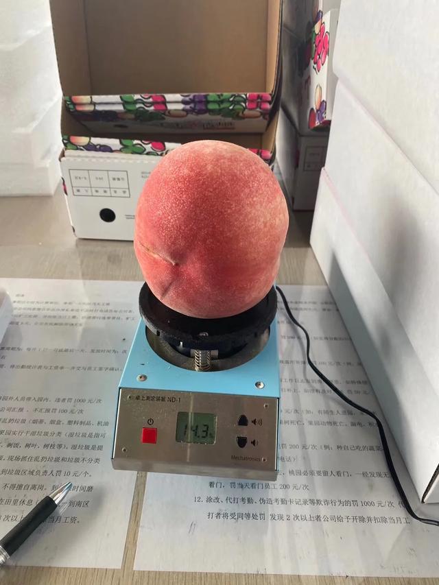 日本软枝水蜜桃（日本高糖蜜桃）(5)