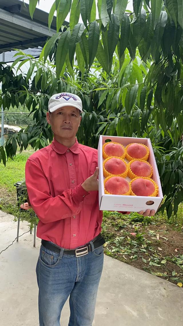日本软枝水蜜桃（日本高糖蜜桃）(7)